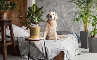 Cleaning Tips for Pet Owners: Keep Your Home Fresh and Tidy
